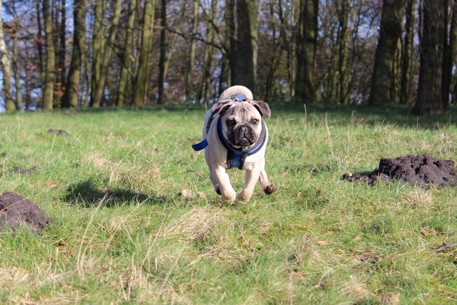 Muffin (Französische Bulldogge, Mops) Französische Bulldogge Mops 